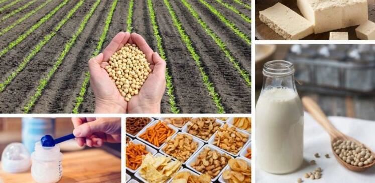 hydrolyzed soy protein benefits