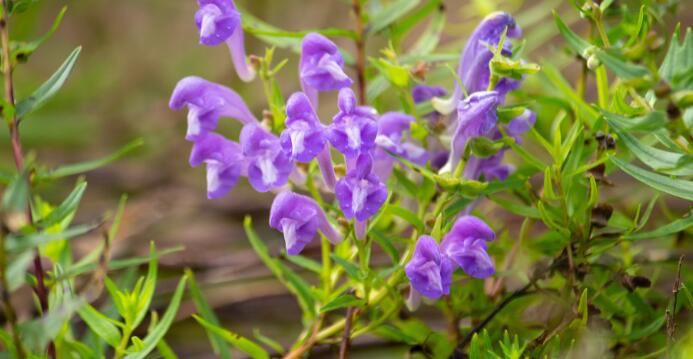 Scutellaria Baicalensis Benefits