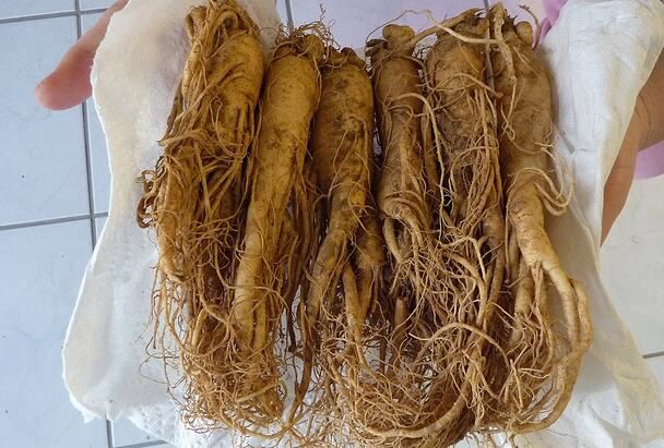 red ginseng root benefits