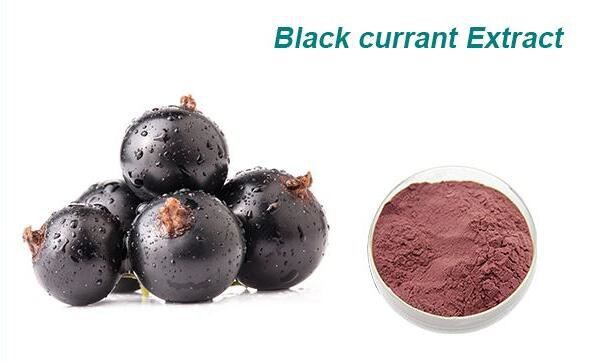 organic black currant powder