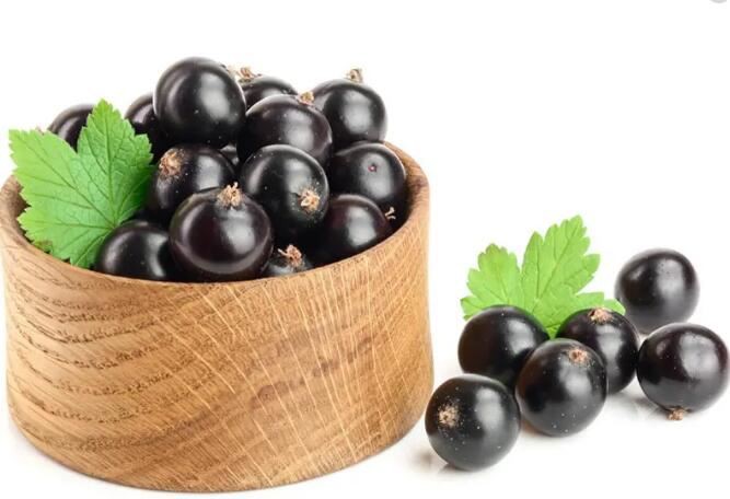 black currant extract Benefits