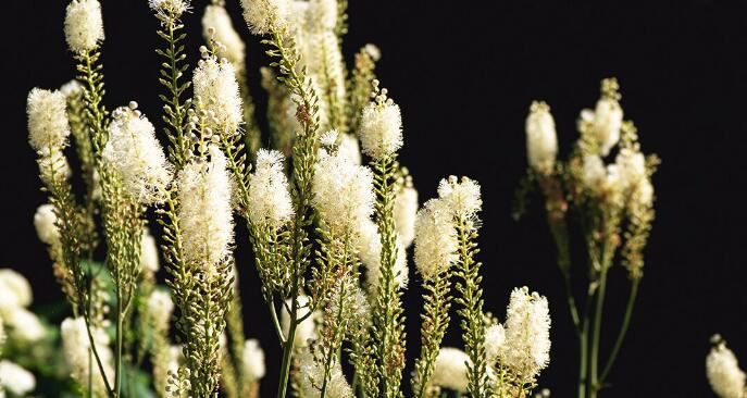 black cohosh benefits