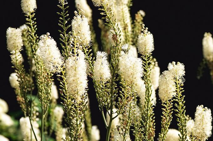 Black Cohosh Powder benefits