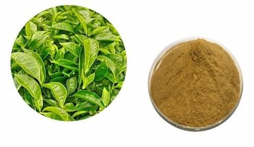 green tea extract 90 polyphenols