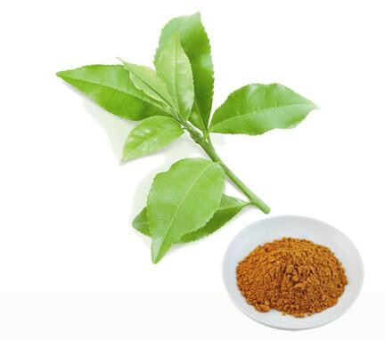 green tea extract 98 polyphenols