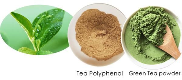 Green Tea Extract Polyphenols Benefits