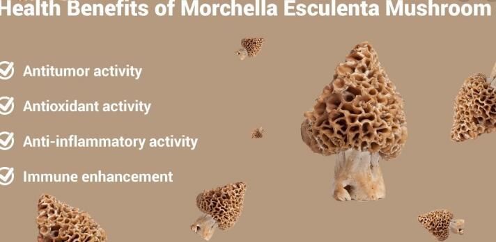 morel benefits