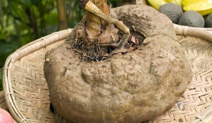 konjac root benefits