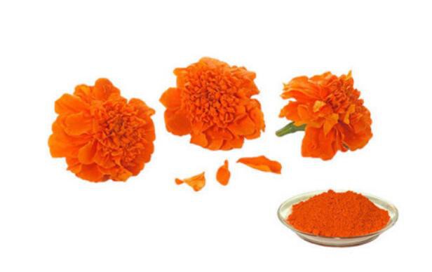 lutein marigold extract