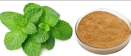 peppermint leaf powder