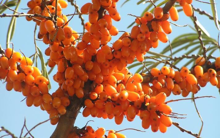 Hippophae Rhamnoides Benefits