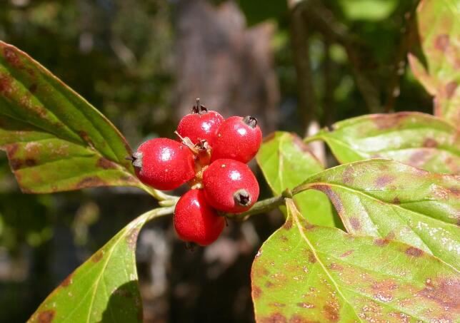 dogwood benefits