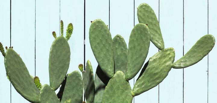 cactus benefits