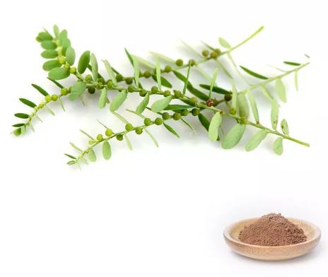 phyllanthus powder