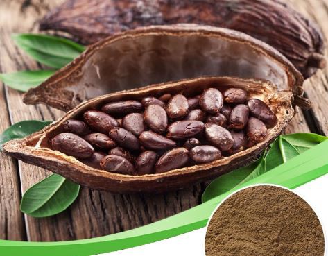 cocoa extract theobromine