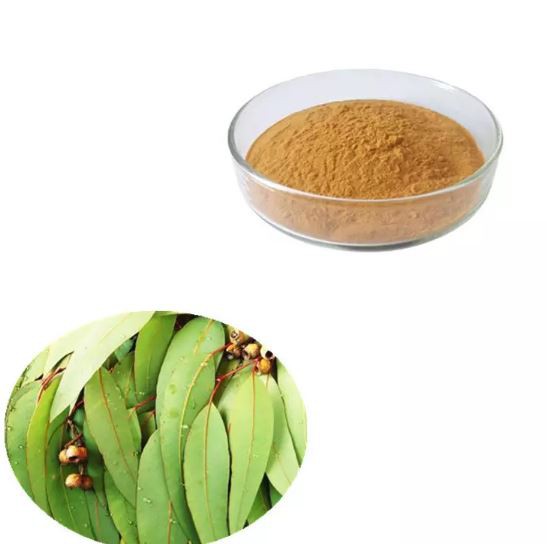 eucalyptus leaf extract