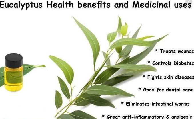 eucalyptus leaf benefits