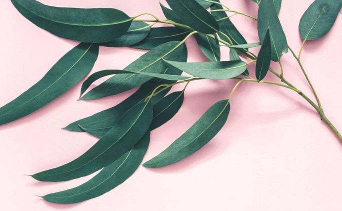 Eucalyptus benefits