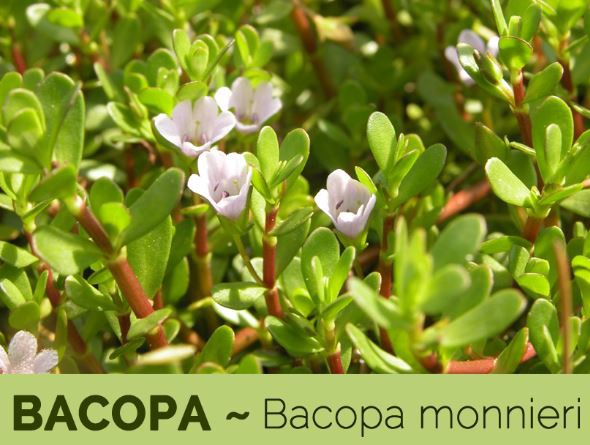 bacopa benefits
