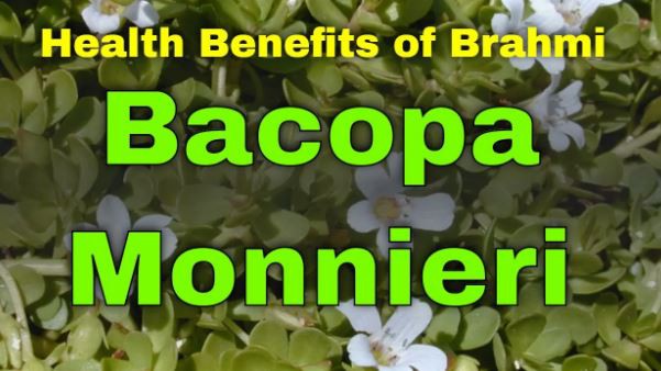 Bacopa Monnieri benefits