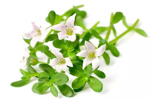 bacopa monniera leaf benefits