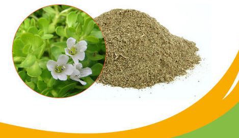 bacopa monnieri leaf extract