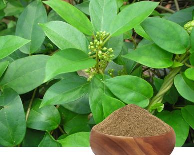 gymnema sylvestre benefits