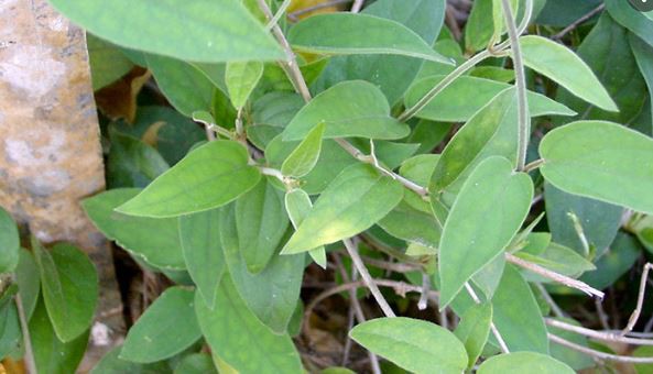 gymnema sylvestre application