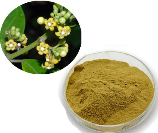 gymnema leaf powder