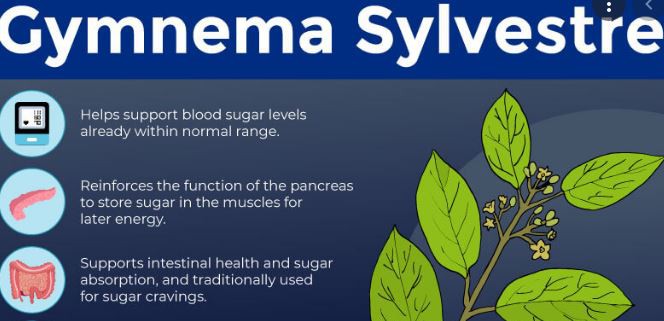 gymnema sylvestre leaf benefits