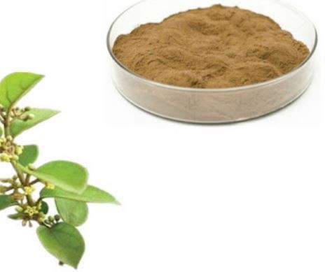 gurmar gymnema sylvestre extract