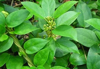 Gymnema Sylvestre leaf extract benefits