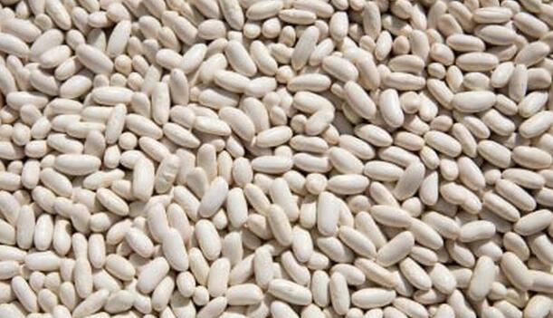 white kidney bean application