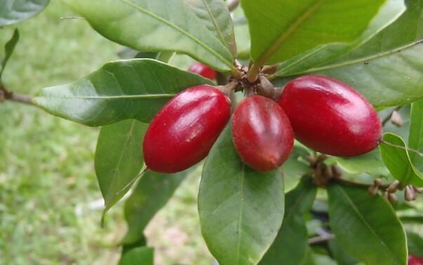 Miracle Berry Extract Benefits