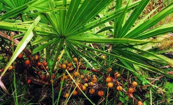 saw palmetto berry powder benefits