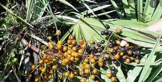 saw palmetto fruit benefits