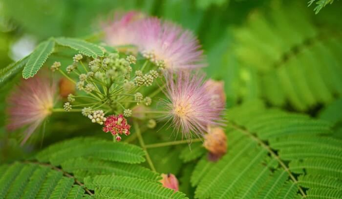 Mimosa Hostilis benefits