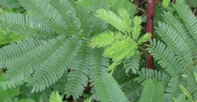 mimosa hostilis root benefits