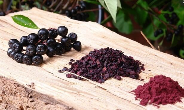 aronia extract