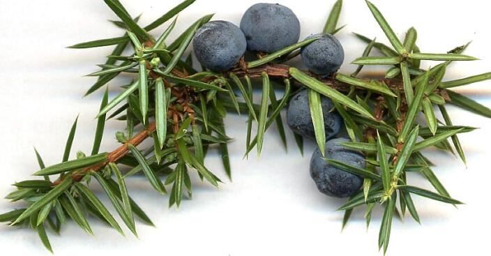 juniper powder benefits