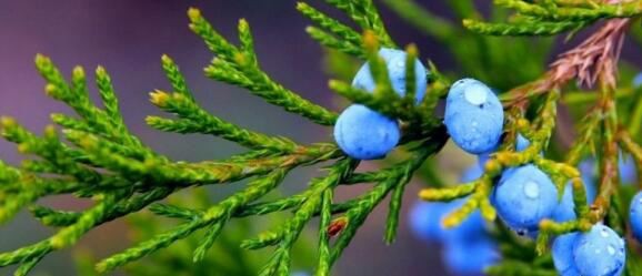 juniper berry extract benefits