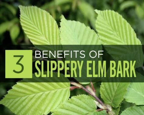 Elm Bark Benefits