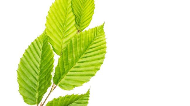 slippery elm bark extract benefits