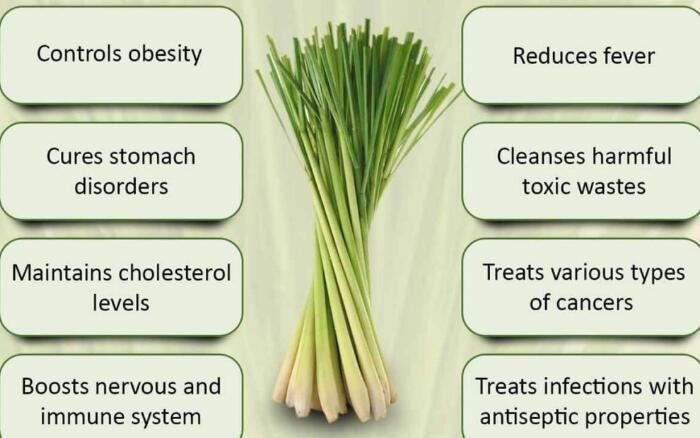 lemongrass benefits