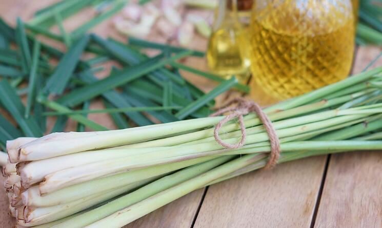 Lemongrass Extract powder benefits