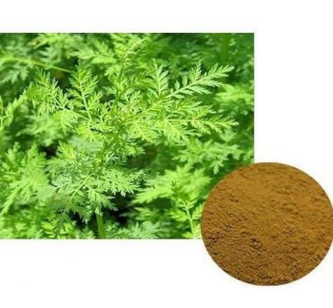 artemisia annua powder