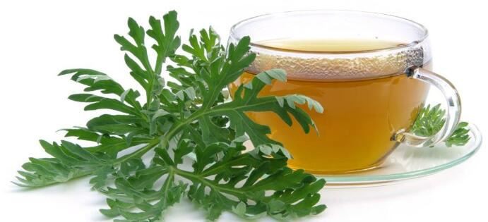 artemisia annua benefits