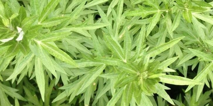 artemisia annua uses