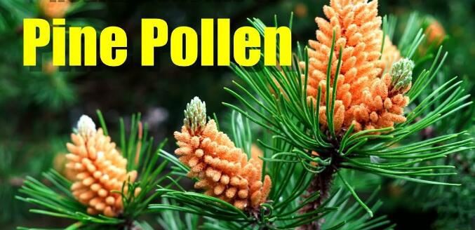 pine pollen benefits