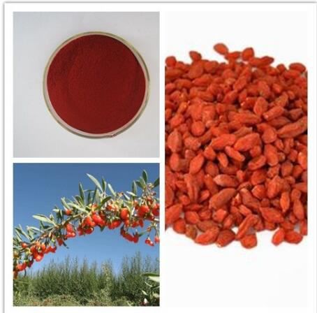 Lycium Barbarum Fruit Extract Benefits